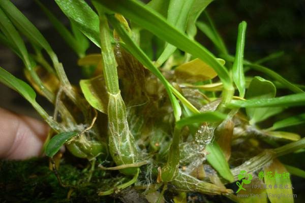 石斛兰的病虫害防治方法